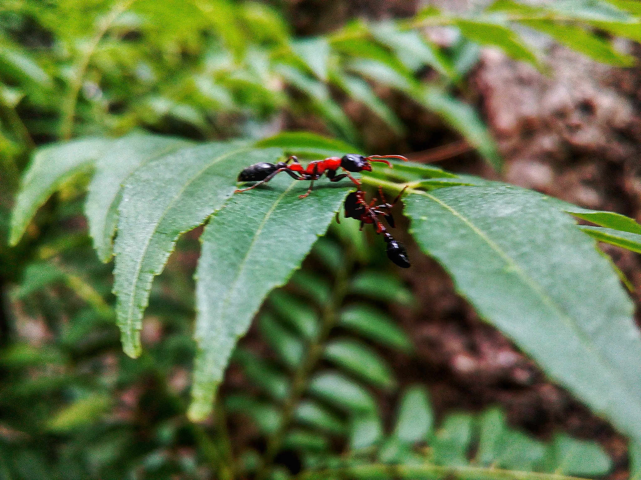 Motorola Moto E3 Power sample photo. Indian ant photography