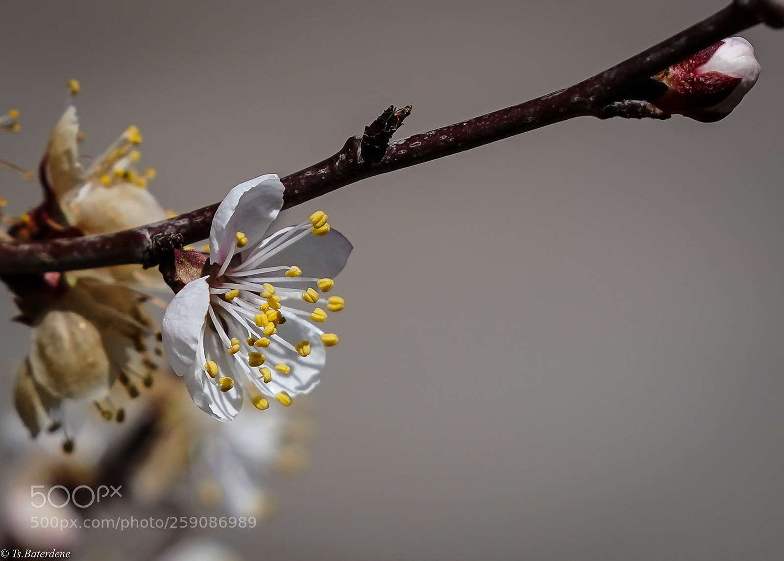 Sony a9 sample photo. Blossom photography