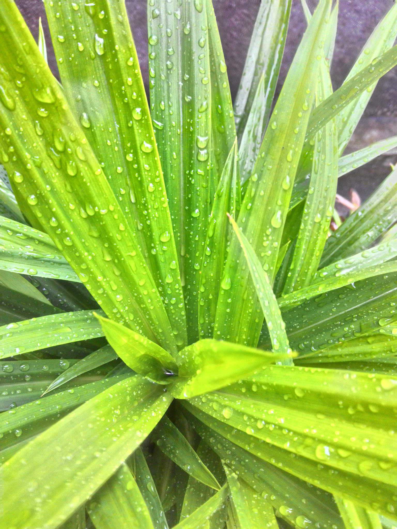 ASUS Z002 sample photo. Rain drop close up photography