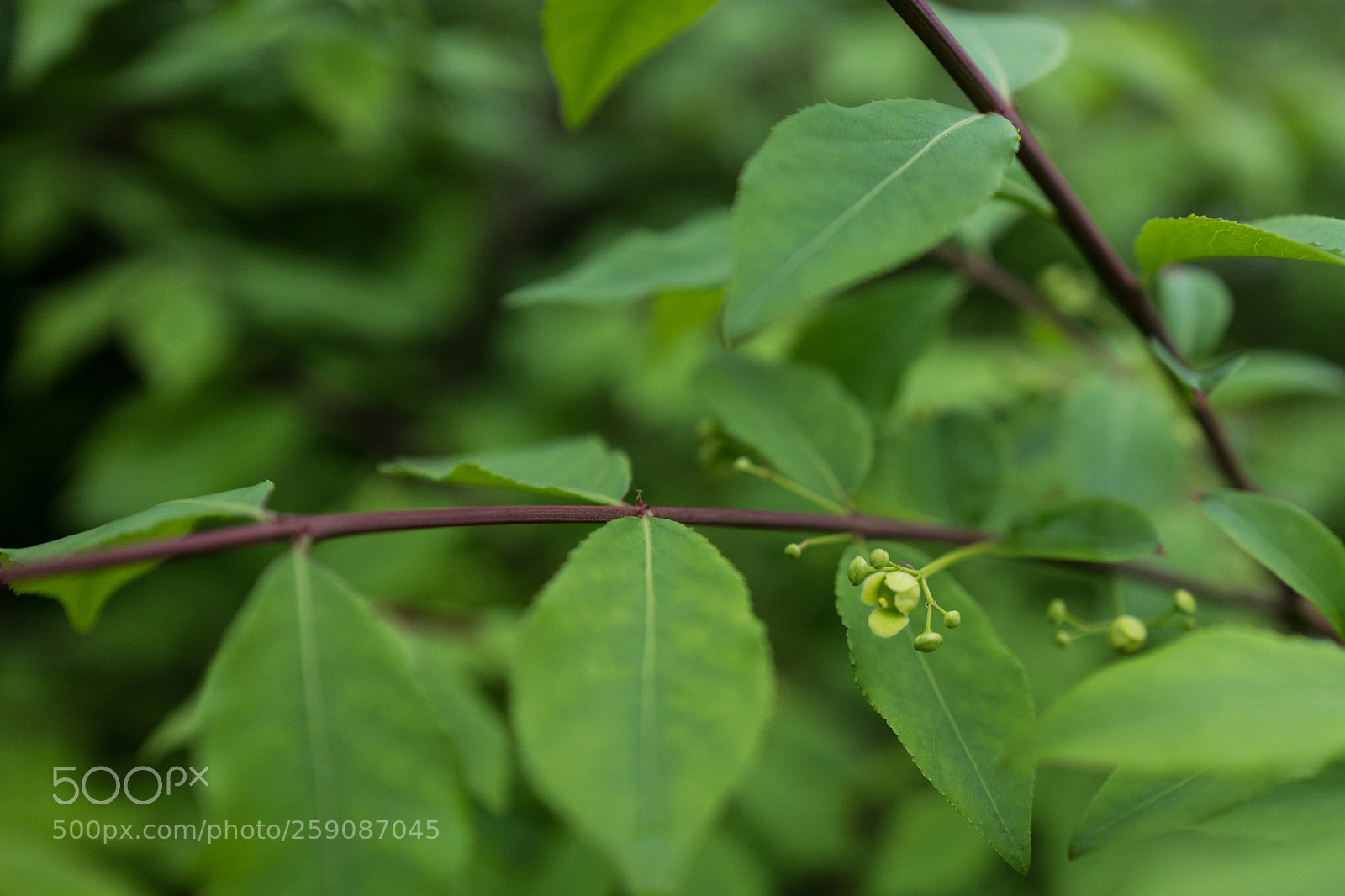 Leica Q (Typ 116) sample photo. All green photography