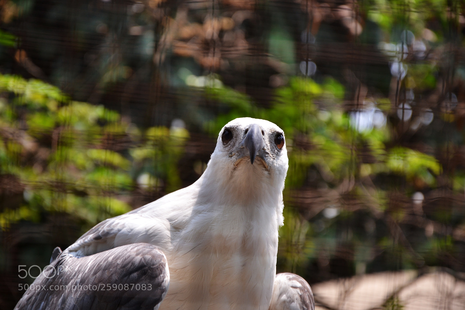 Nikon D3100 sample photo. Eyes eagle photography