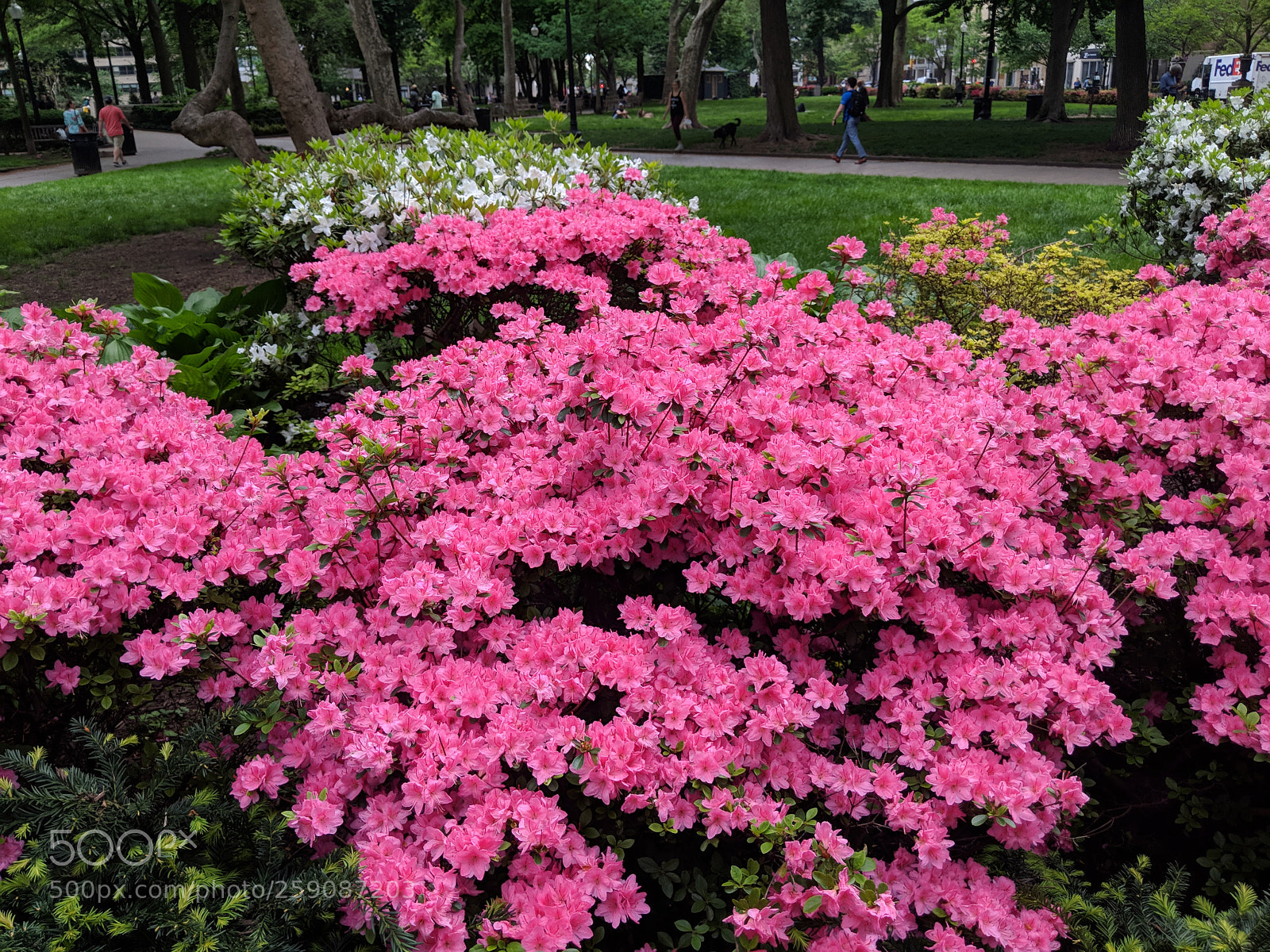 Google Pixel 2 XL sample photo. Azalea spring 2018 photography