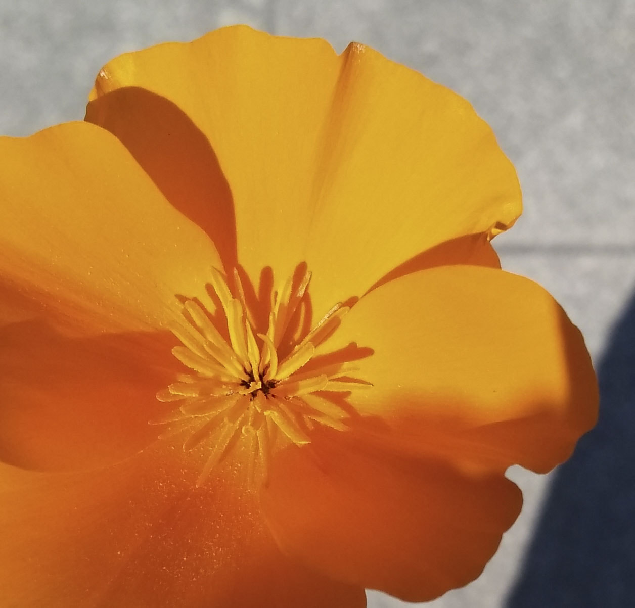 Motorola Moto E (4) Plus sample photo. California poppy photography