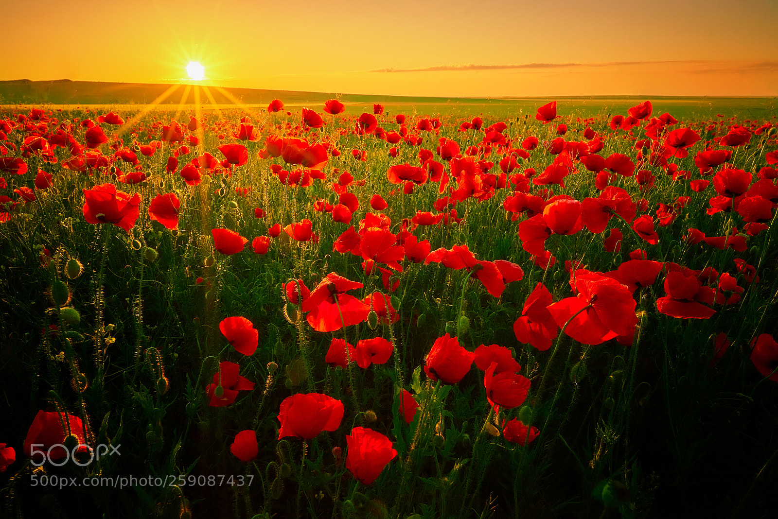 Nikon D750 sample photo. Poppies photography