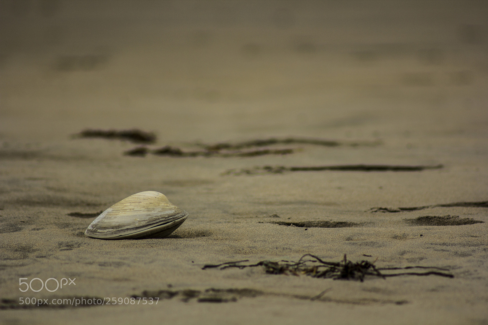 Canon EOS 60D sample photo. Faddo photography