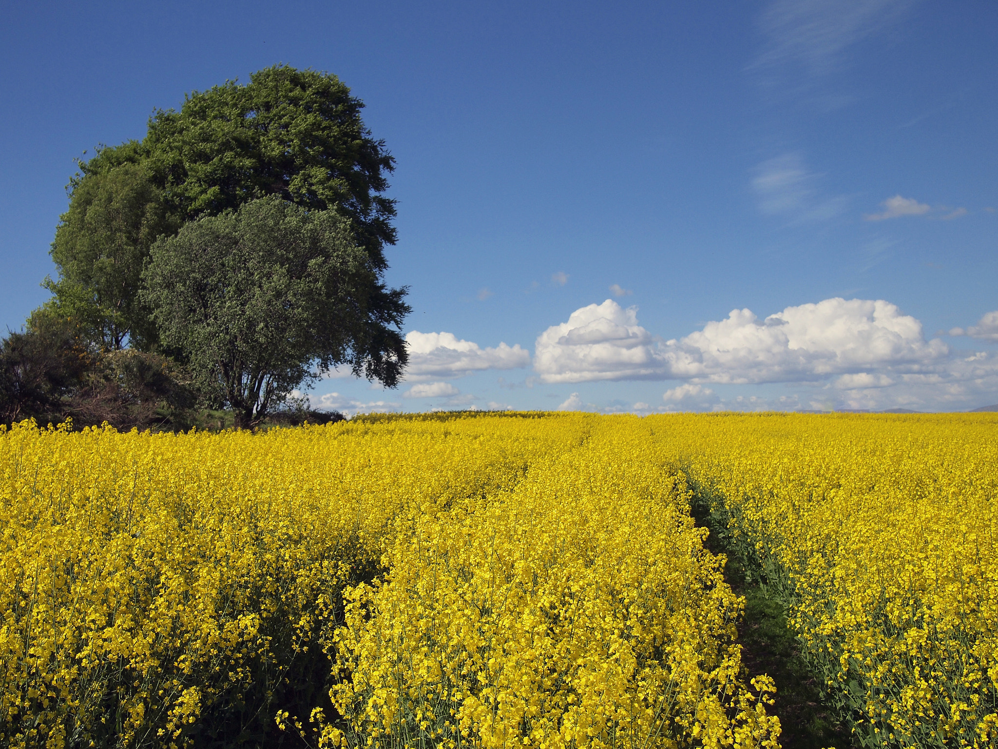 Olympus PEN E-P1 sample photo. Yellow peril photography