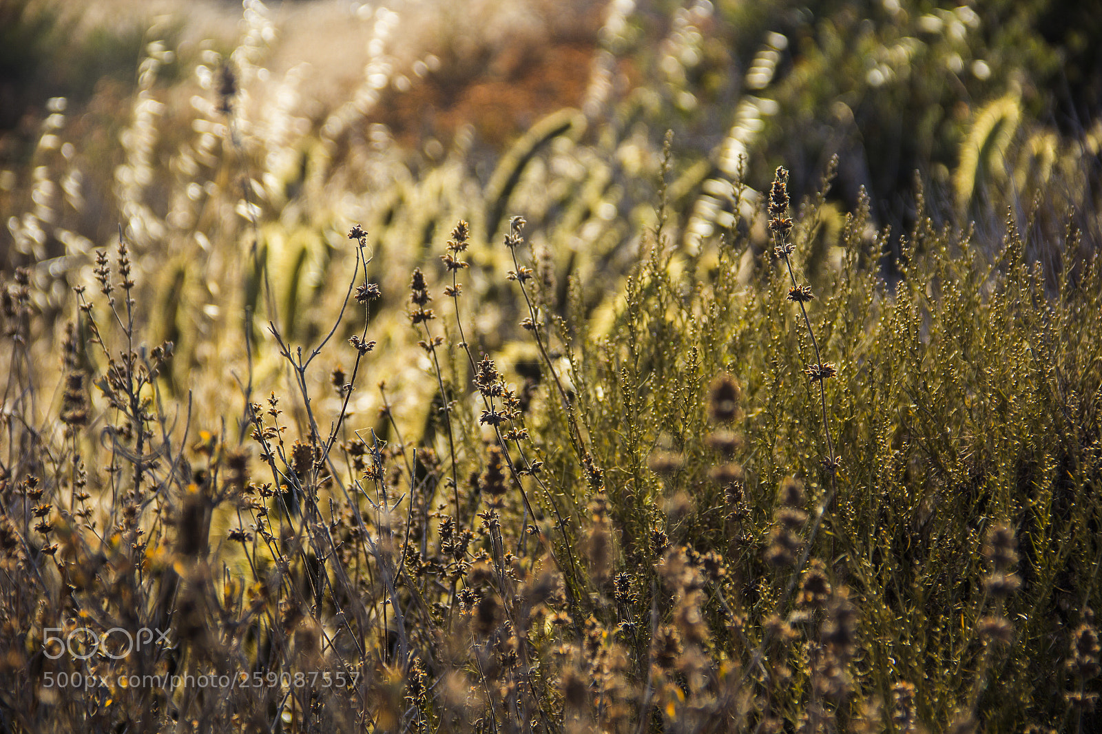 Canon EOS 60D sample photo. Bcabb o photography