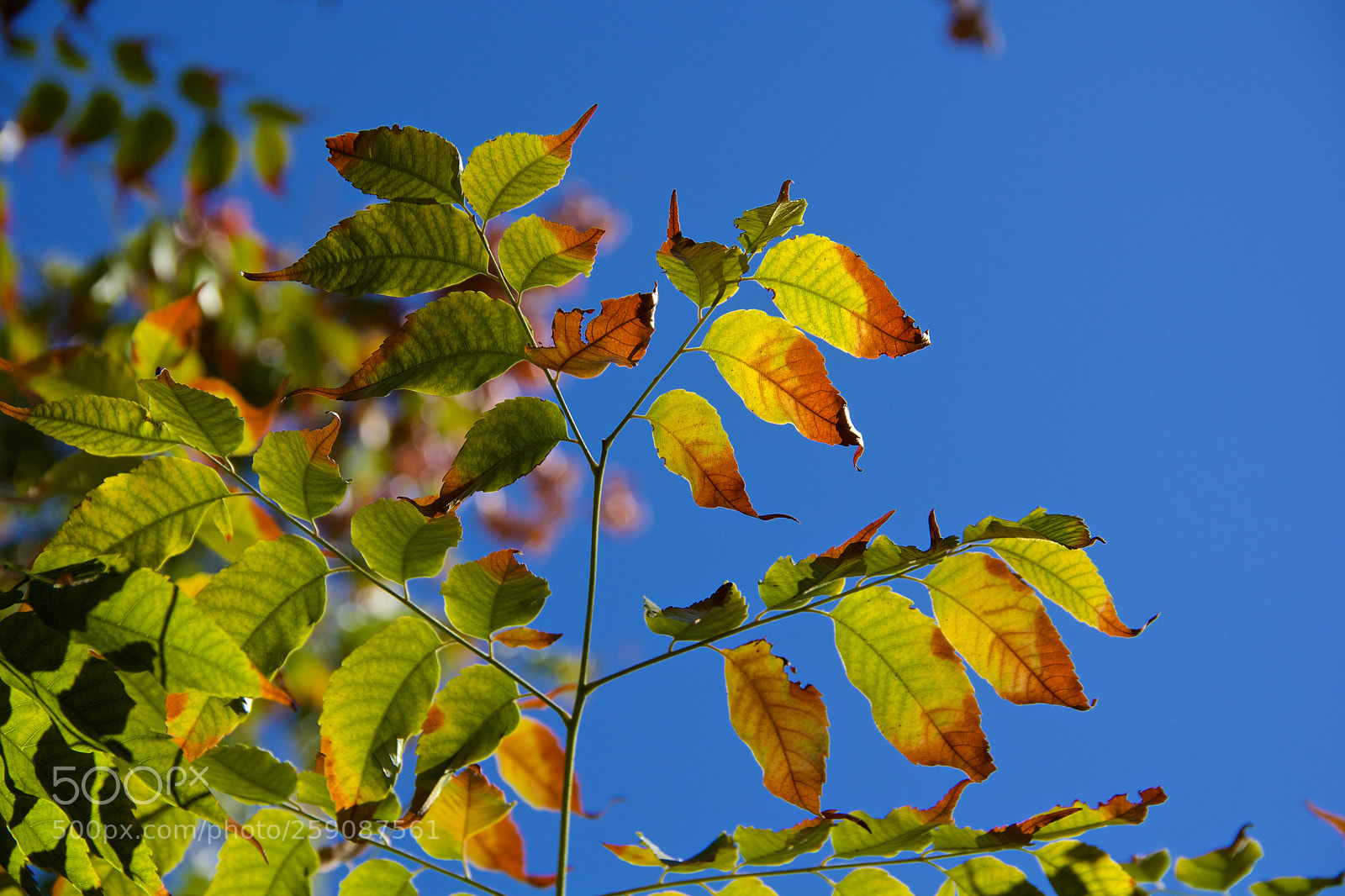 Canon EOS 60D sample photo. Aedf o photography