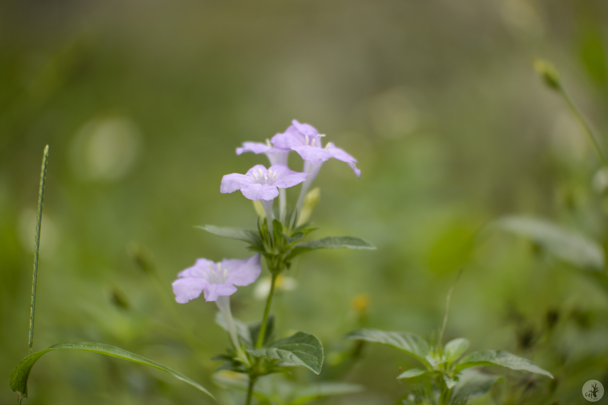Samsung NX1 sample photo. Wild petunia (ruellia humilis nutt.) 3 photography