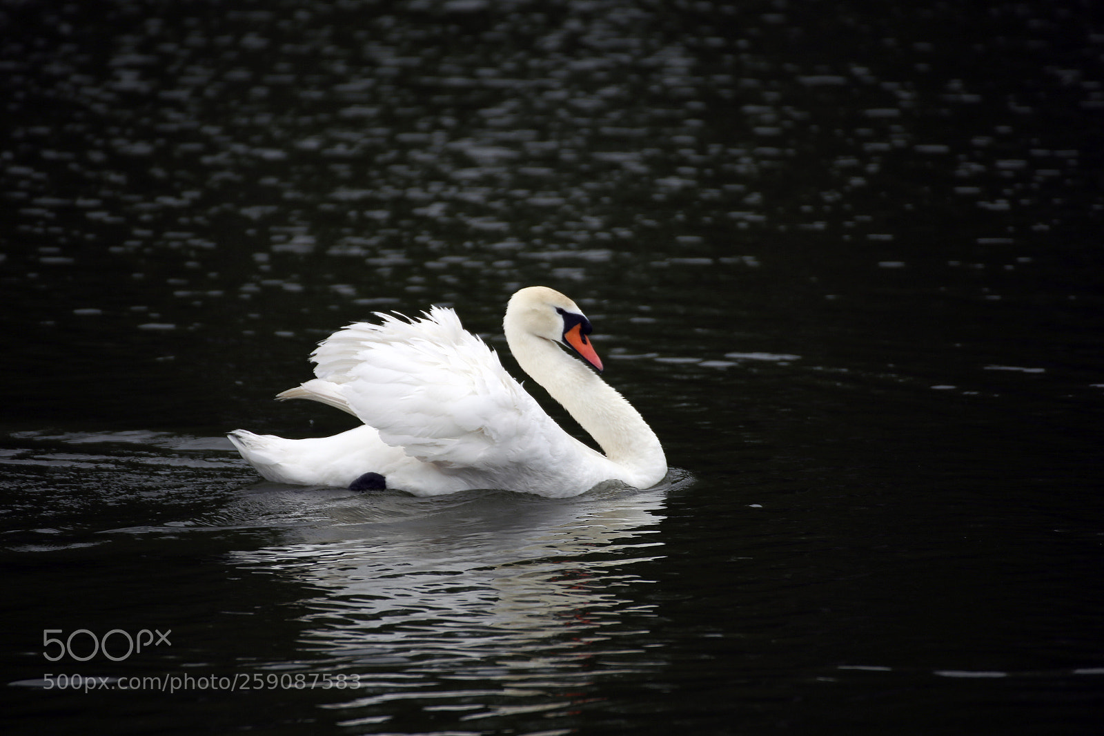 Canon EOS 6D sample photo. Swan photography