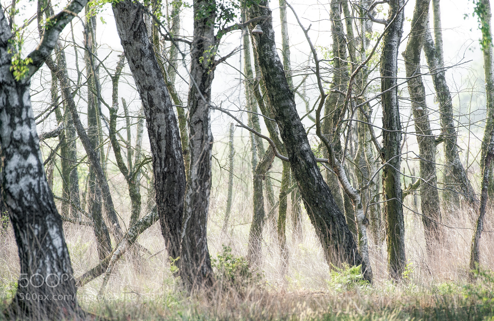Nikon D700 sample photo. Birkenwald photography
