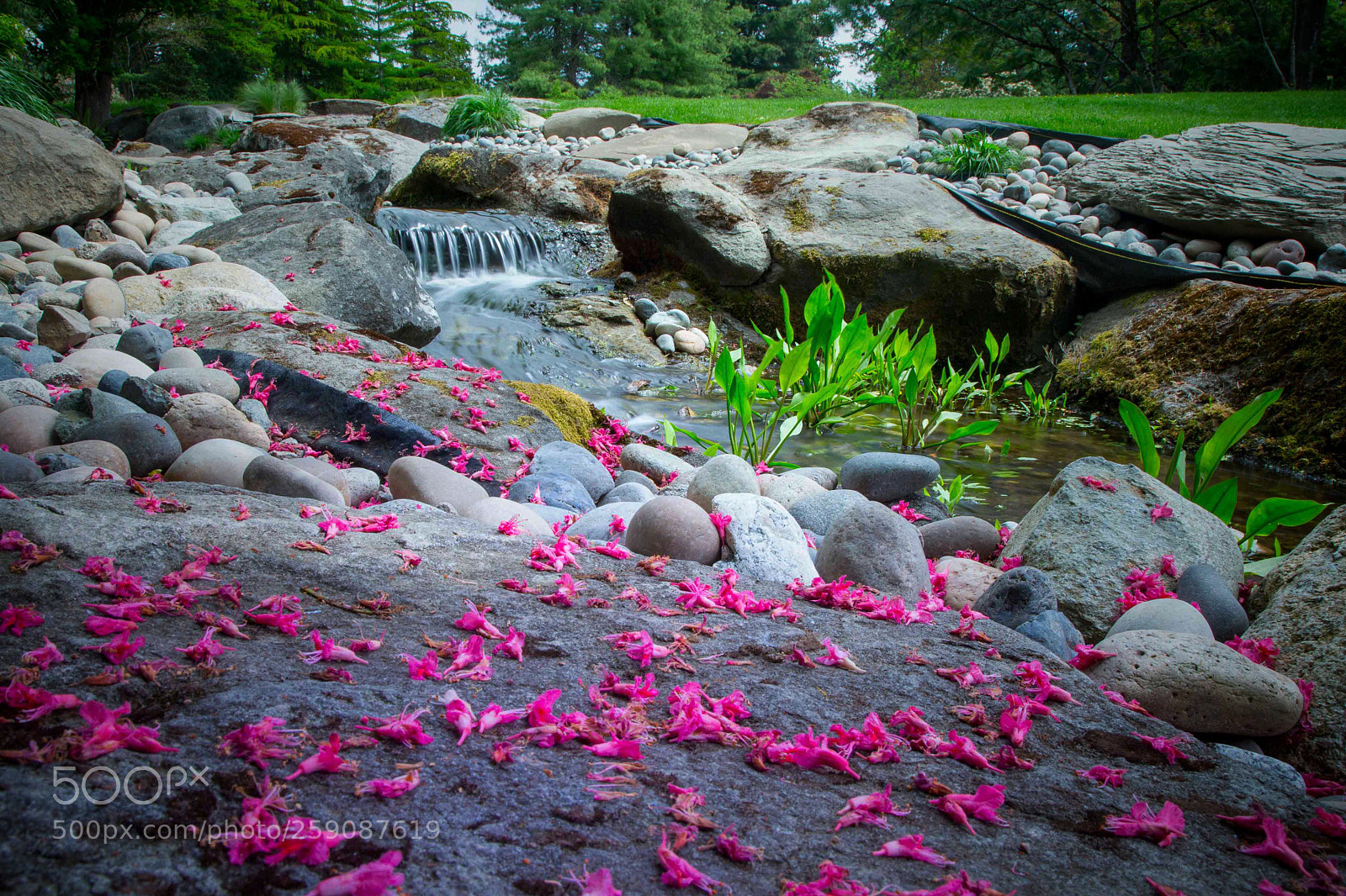 Canon EOS 6D sample photo. Pinky late spring  photography