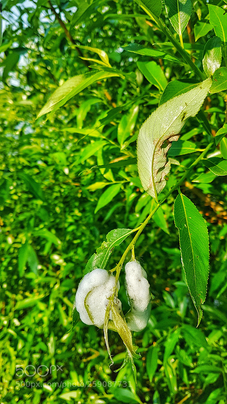 Samsung Galaxy S7 Edge sample photo. Da schwitzen schon die photography