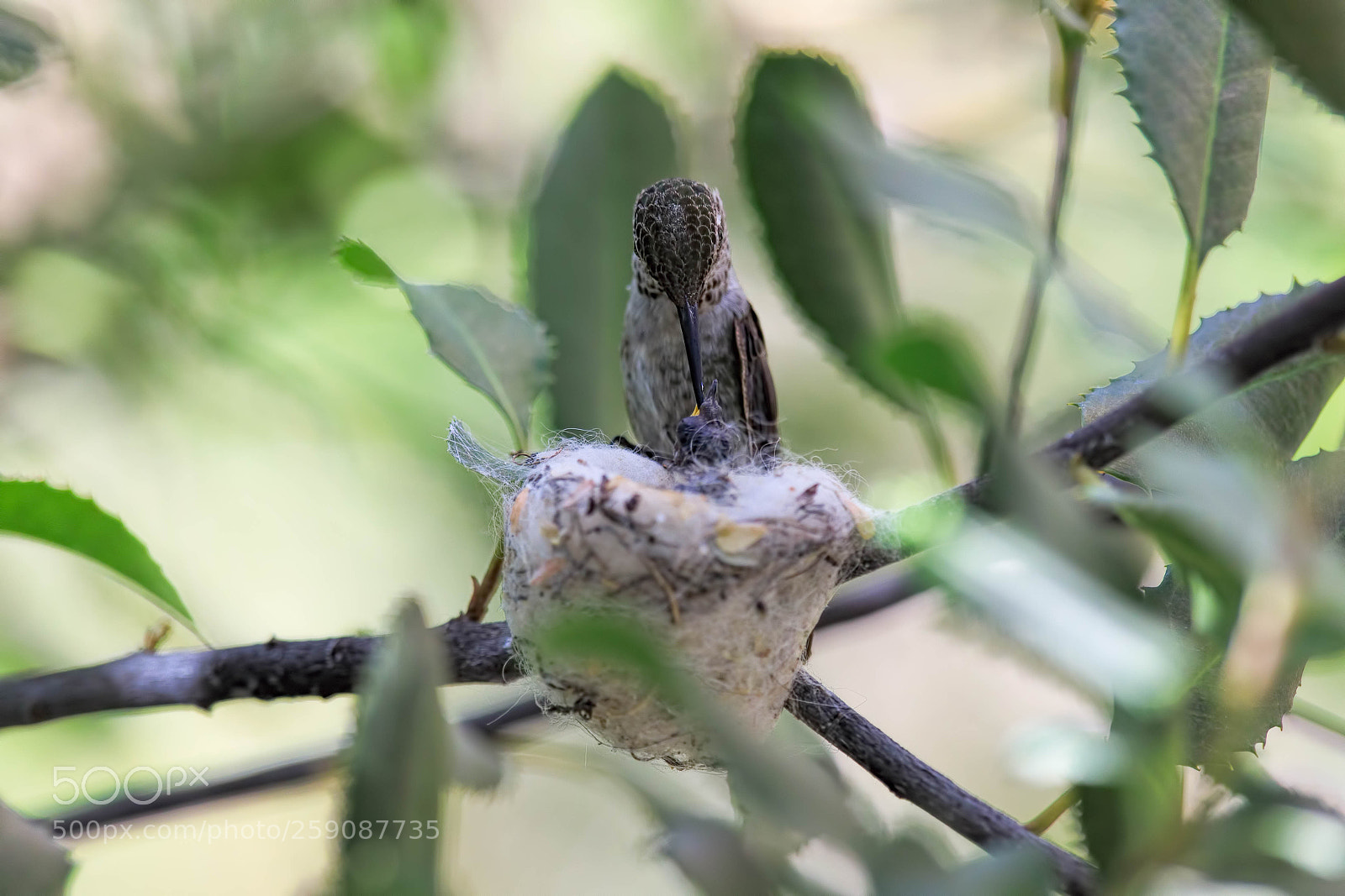 Canon EOS 5D Mark IV sample photo. Feed me! photography