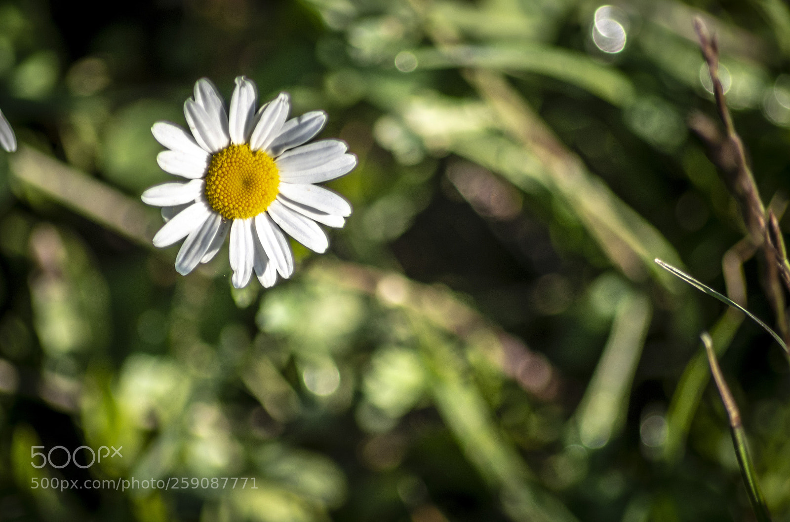 Pentax K-30 sample photo. Margherita photography