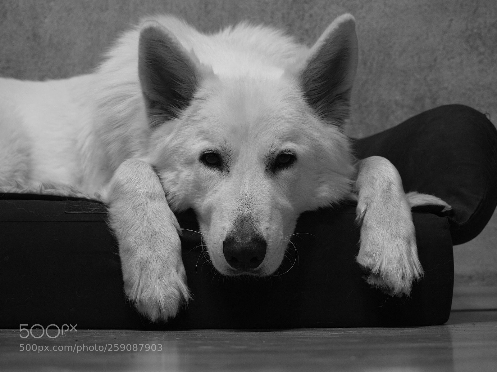 Olympus E-520 (EVOLT E-520) sample photo. Filou auf seinem bett photography