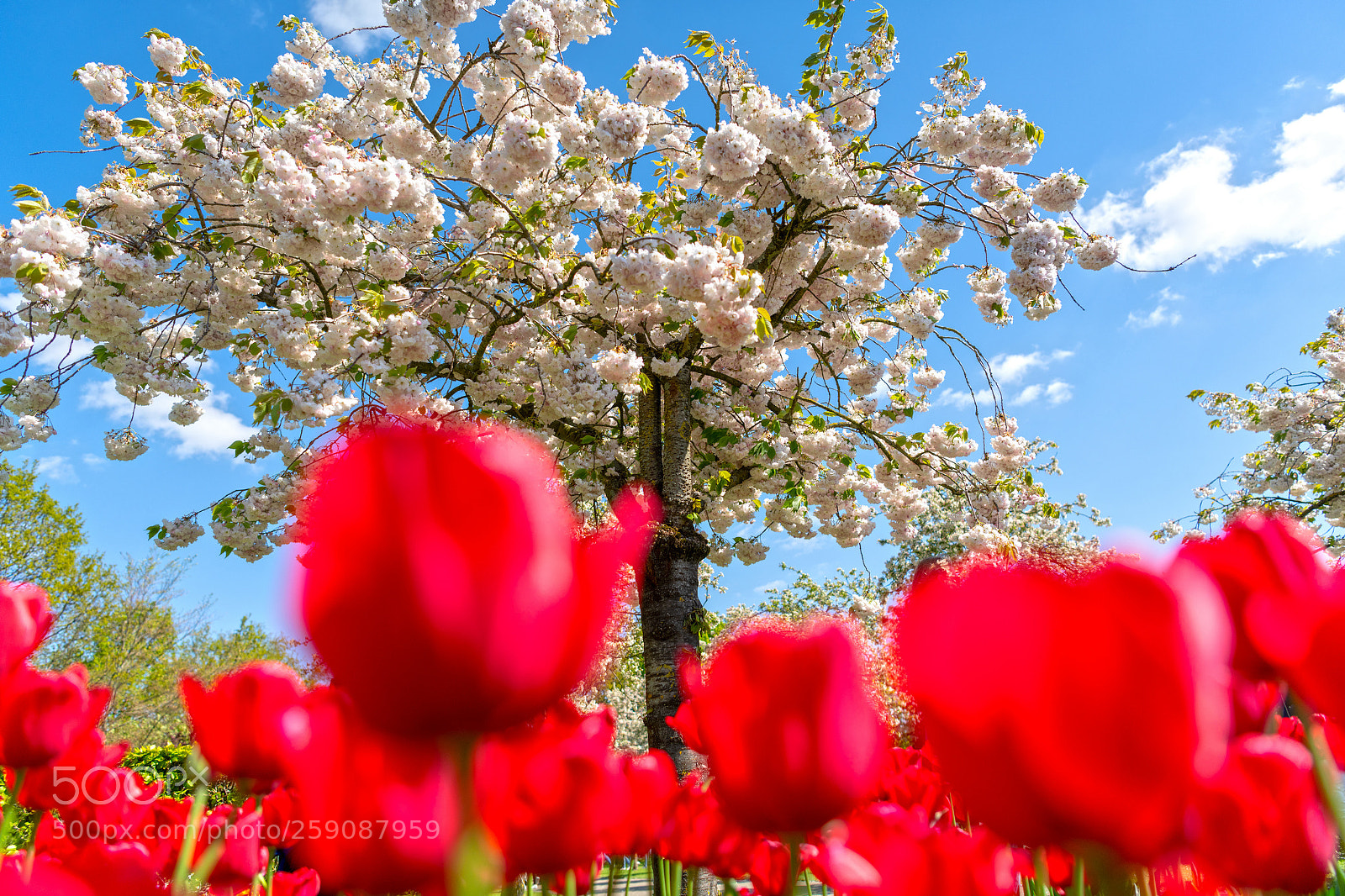 Nikon D850 sample photo. Cherry blossoms and tulips photography