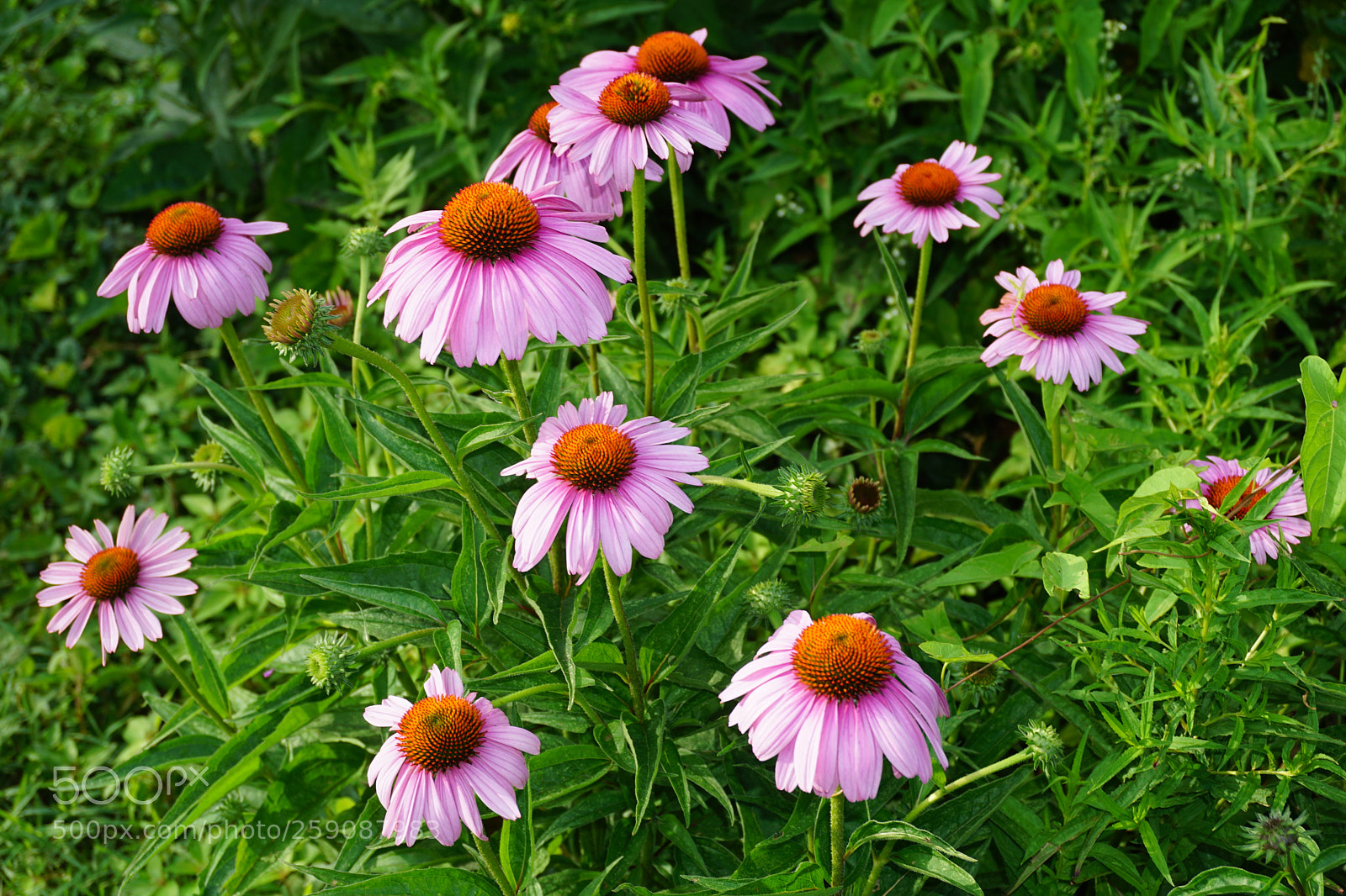 Sony a6000 sample photo. Flower photography