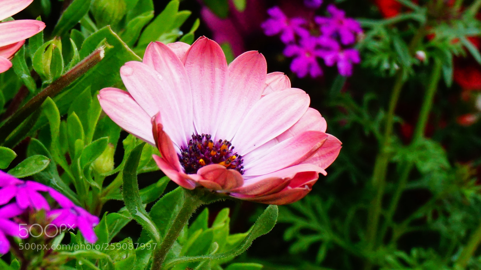 Sony a6000 sample photo. Flower photography