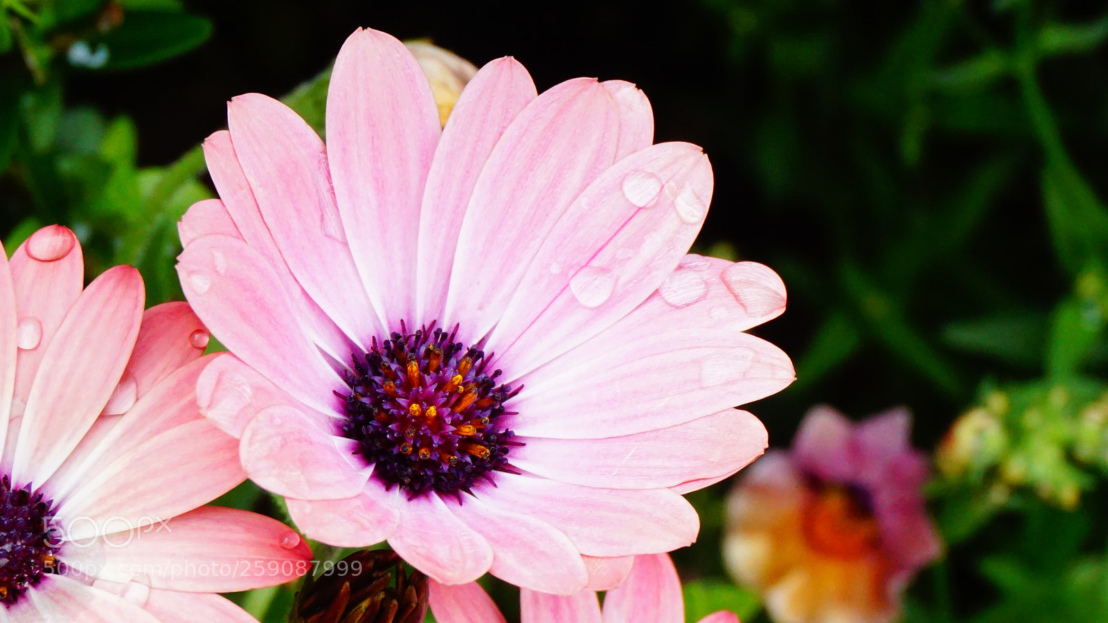 Sony a6000 sample photo. Flower photography