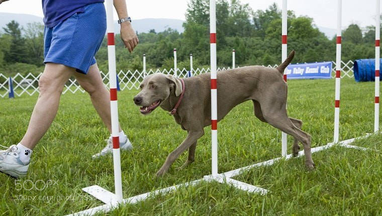 Canon EOS 5D sample photo. Pet training  books photography