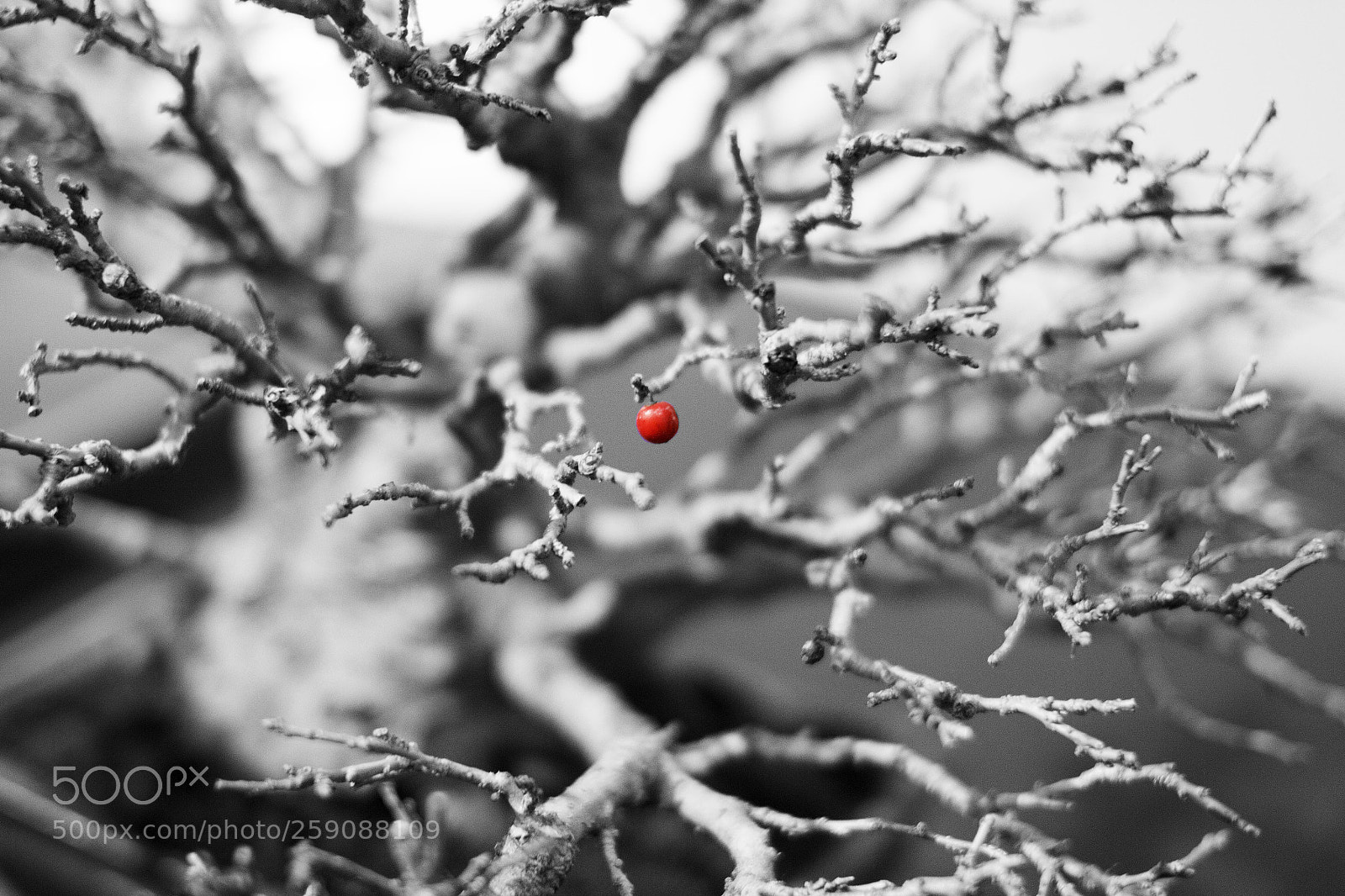 Canon EOS 7D sample photo. Red berry bonsai photography