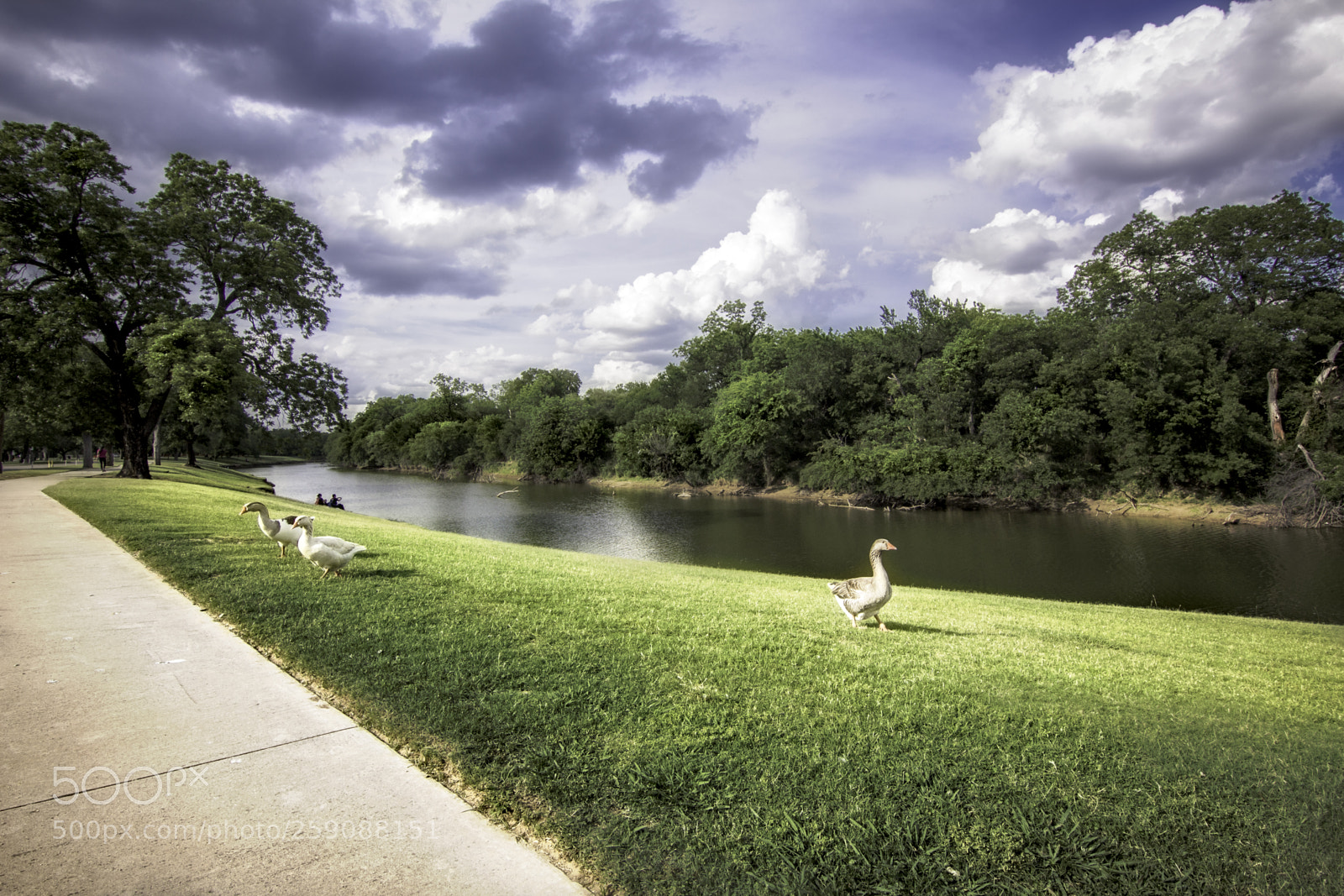 Canon EOS 650D (EOS Rebel T4i / EOS Kiss X6i) sample photo. Ducks at the river photography