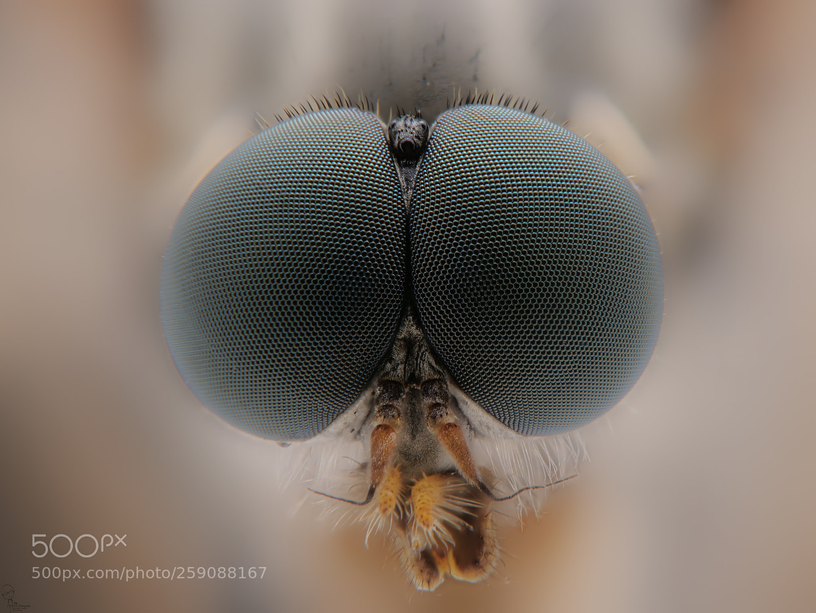 Panasonic Lumix DC-G9 sample photo. Asilidae(rubber fly) photography