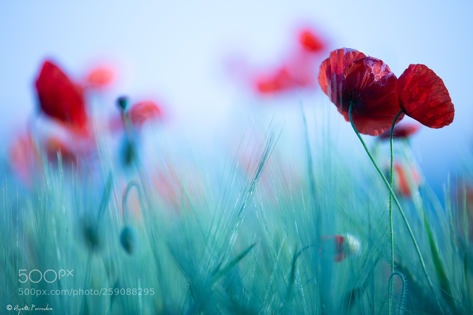 Canon EOS 6D sample photo. Ô poppies ☺ photography