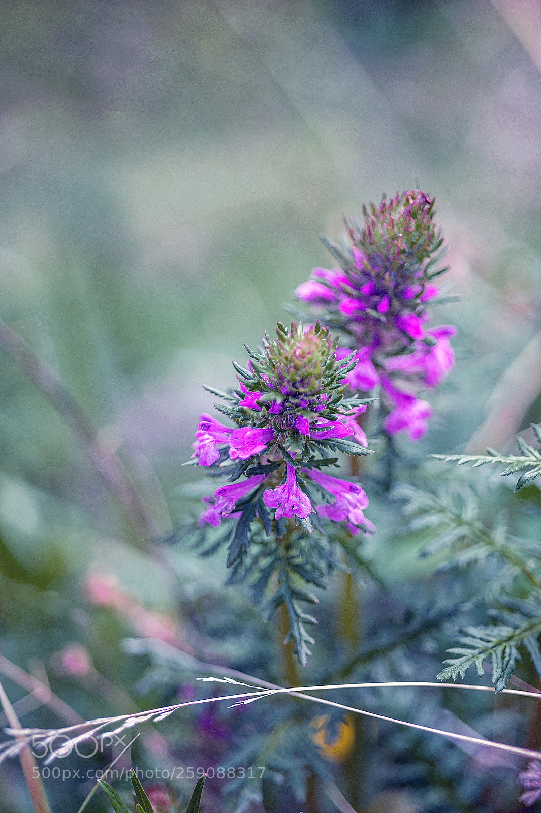 Nikon D700 sample photo. Mountain flowers photography