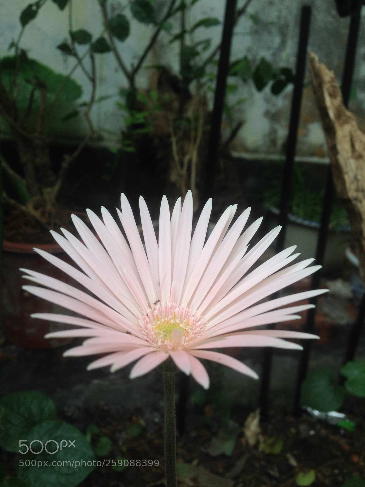 Apple iPhone 5 sample photo. [] photography