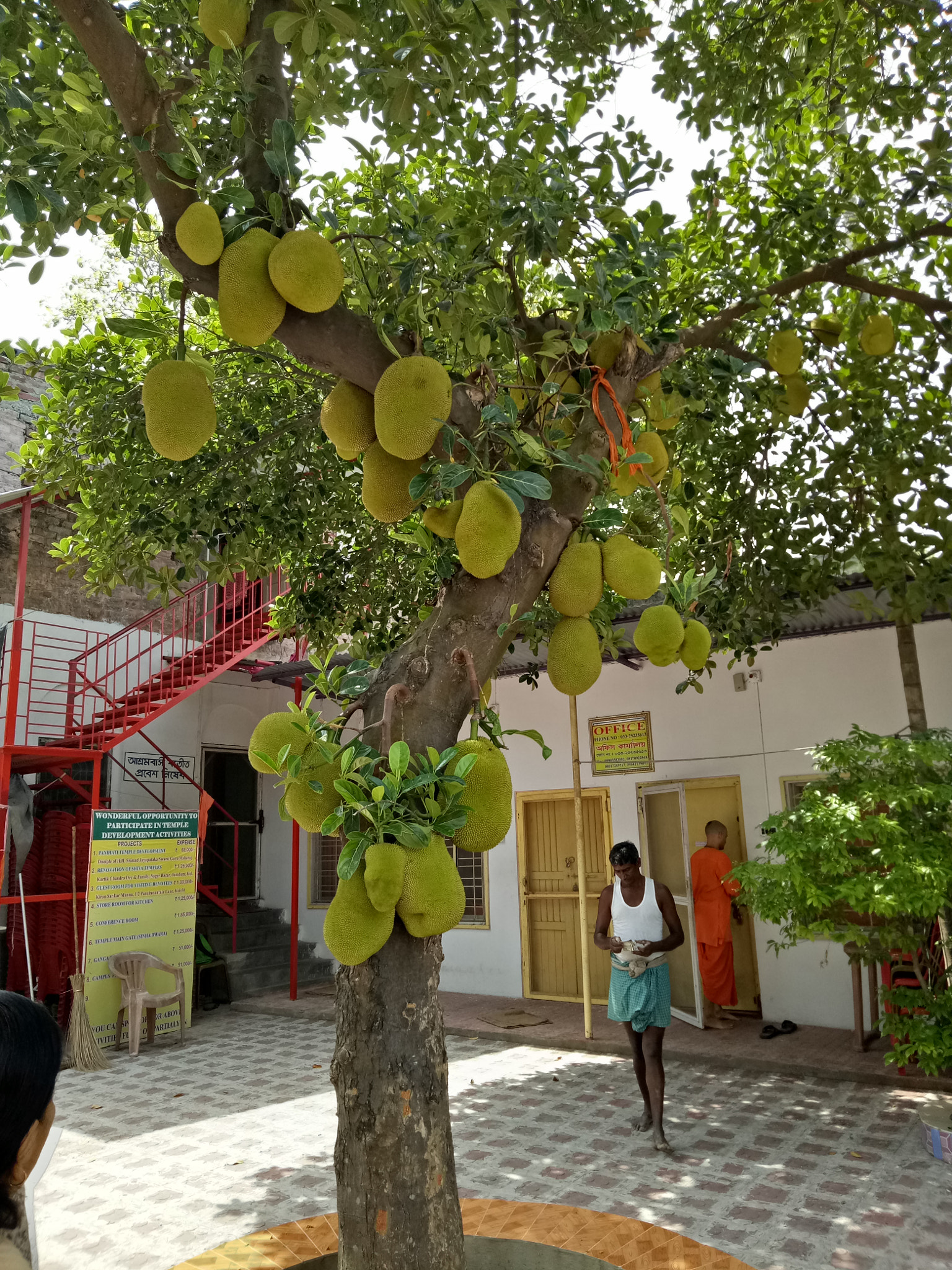 OPPO A1601 sample photo. Jackfruit photography