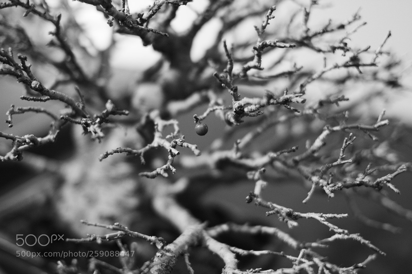 Canon EOS 7D sample photo. Bonsai photography