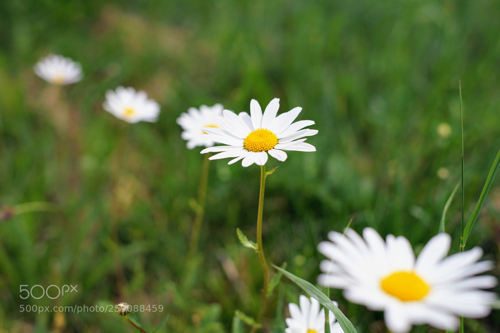 Sony a7 sample photo. Flowers in a row photography