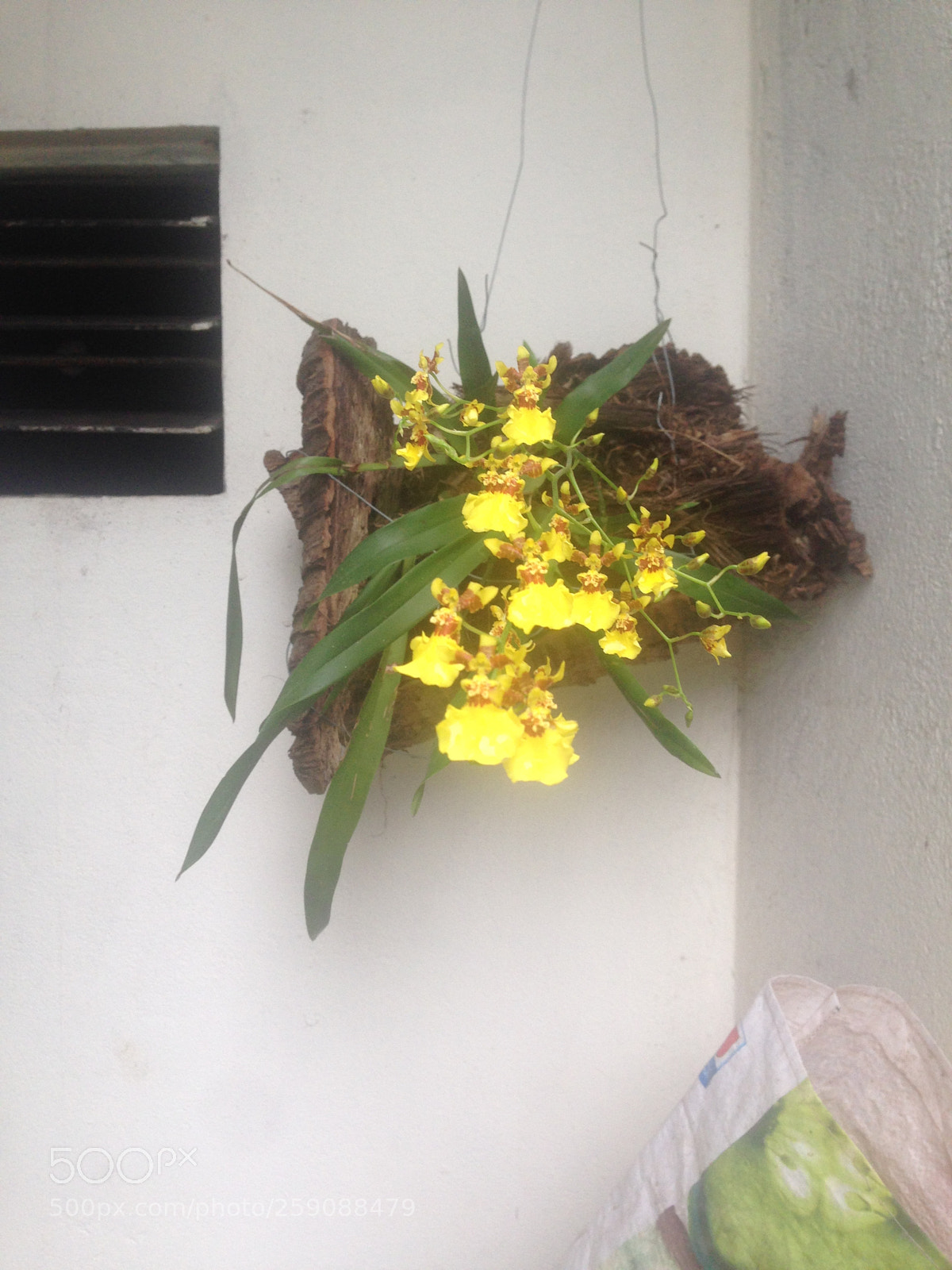 Apple iPhone 5 sample photo. [] photography