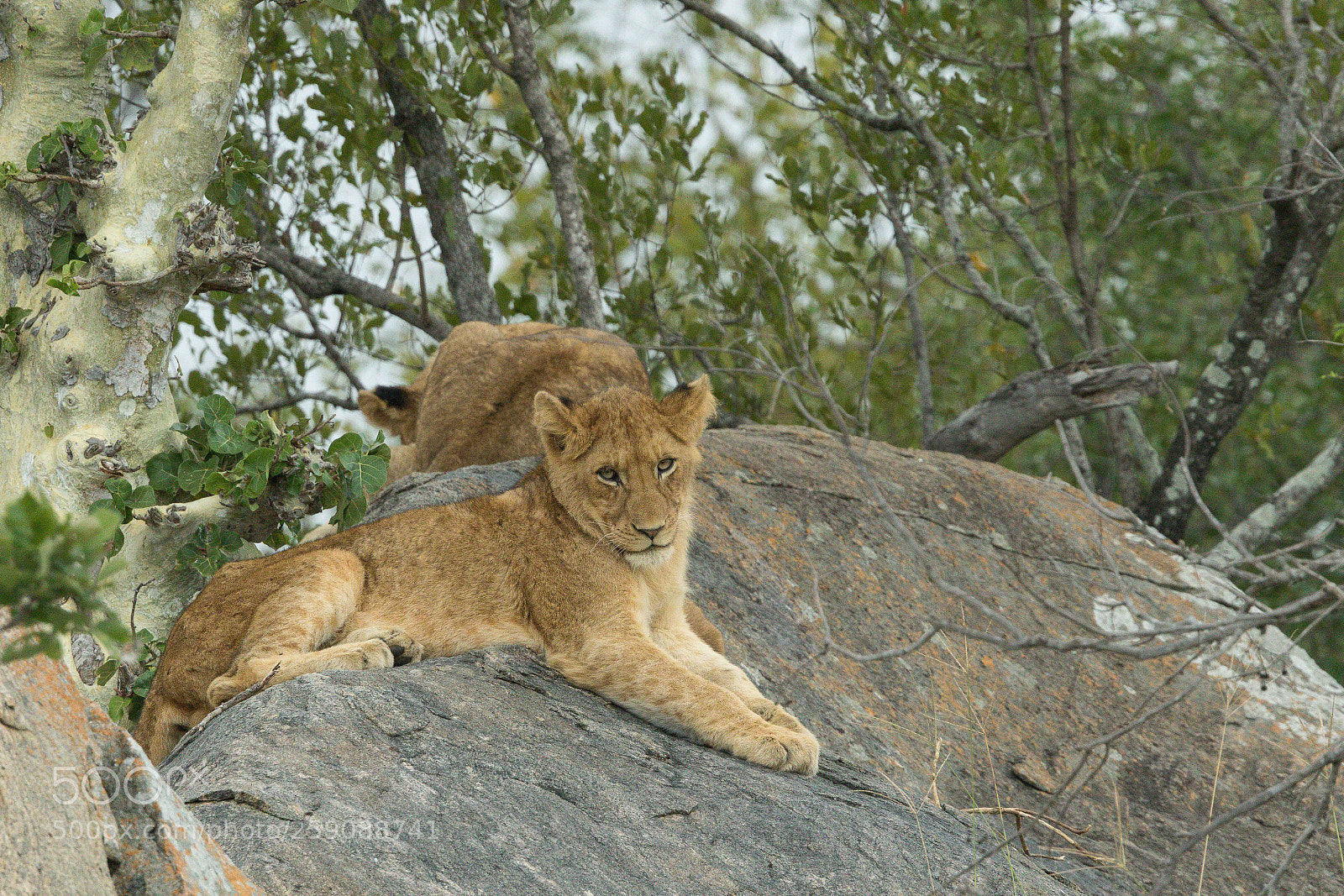 Canon EOS 7D Mark II sample photo. Lion cub photography