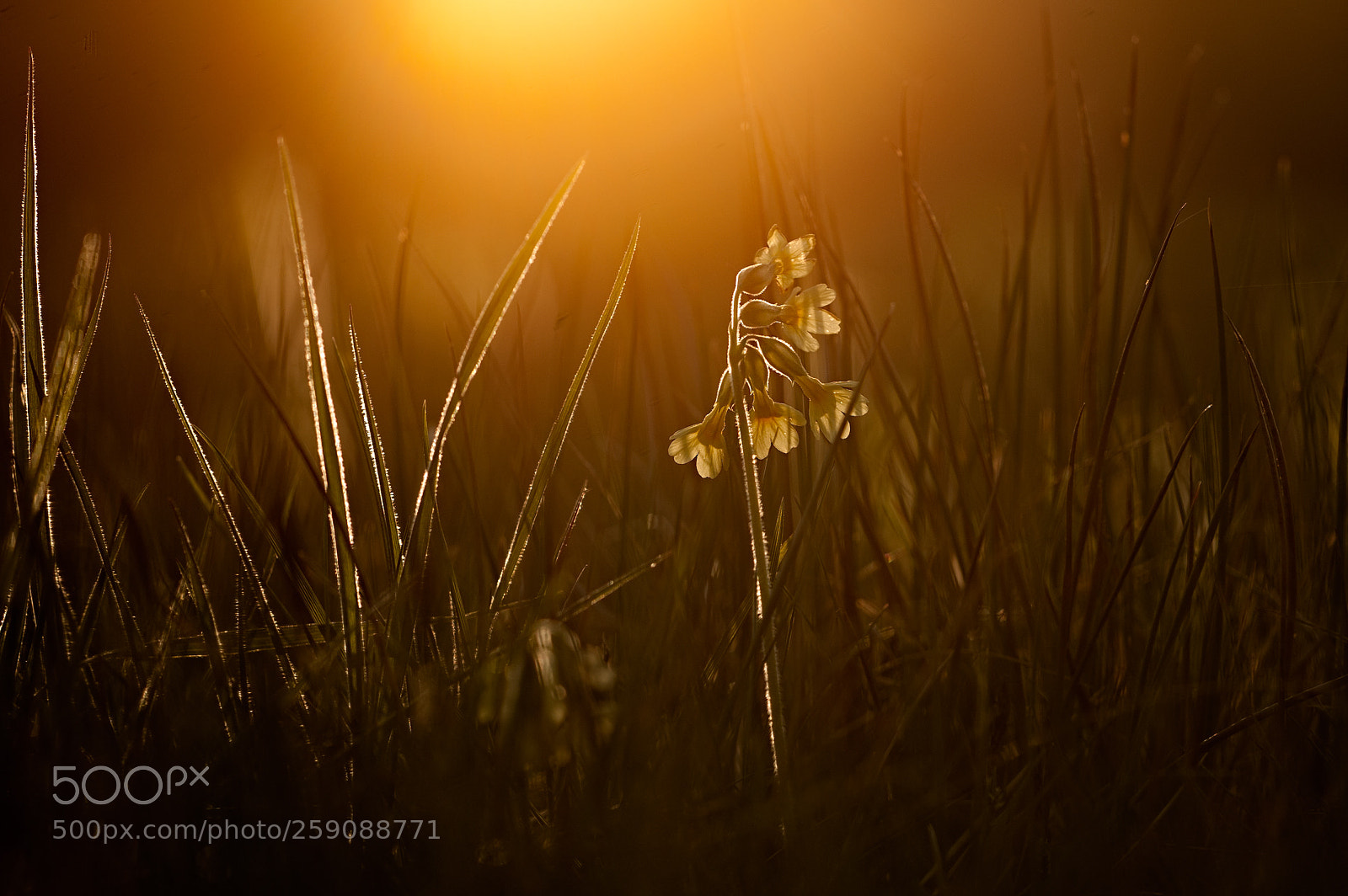 Nikon D700 sample photo. Sclüsselblume im abendlicht photography