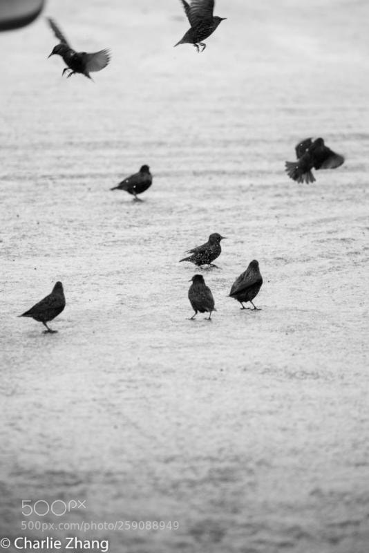 Canon EOS-1D X sample photo. Untitled photography