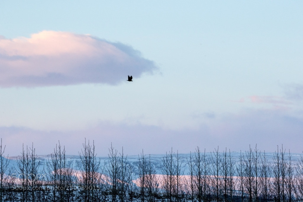 Canon EOS-1D X sample photo. Untitled photography