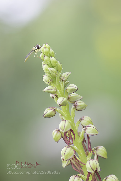Nikon D610 sample photo. Flor de l'home penjat photography