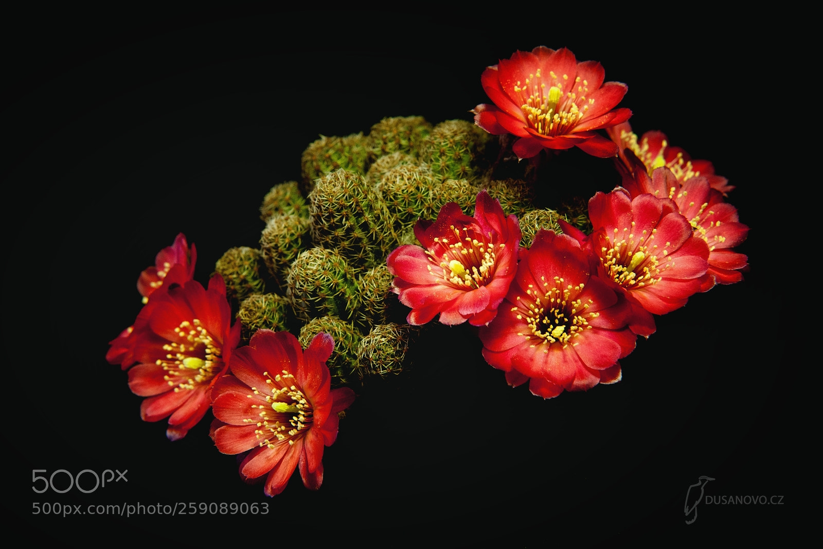 Nikon D300 sample photo. Rebutia pygmaea photography