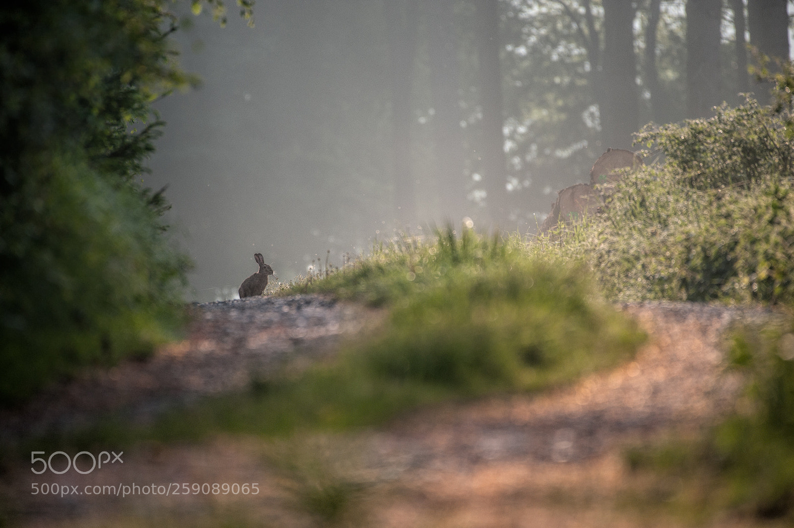 Nikon D700 sample photo. Kleiner hase photography