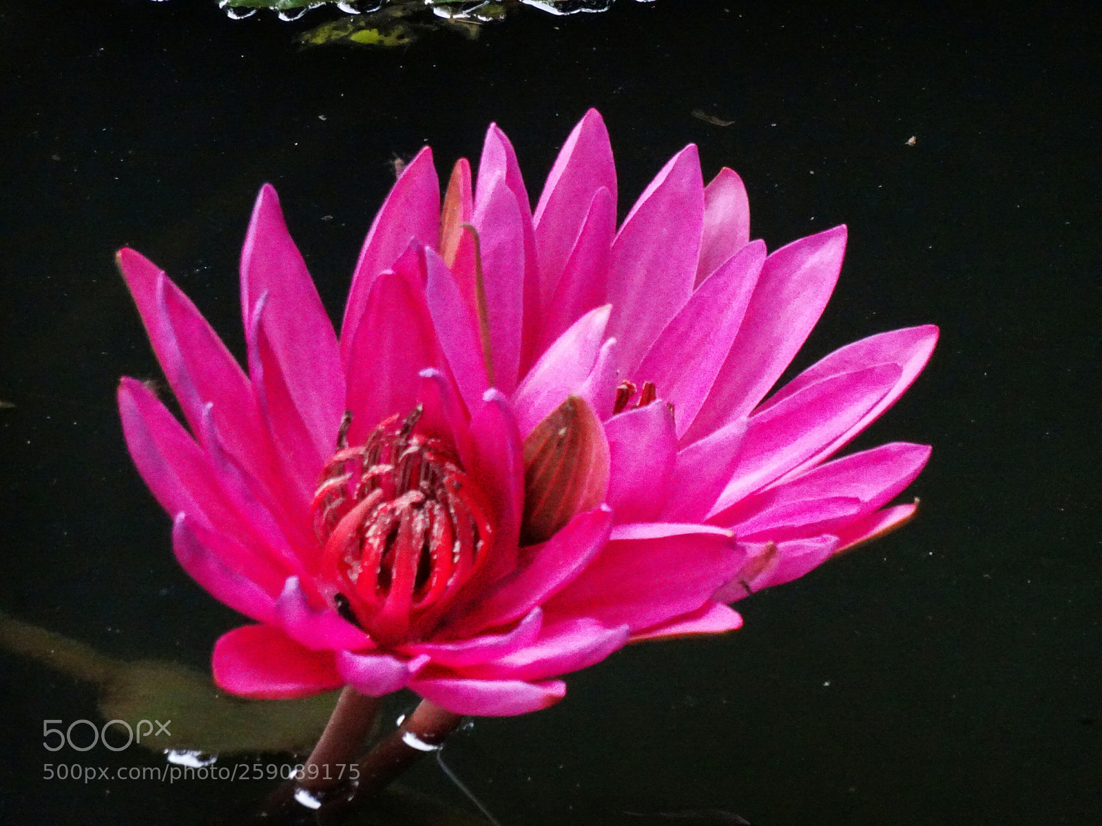 Sony Cyber-shot DSC-HX90V sample photo. Pink lily photography