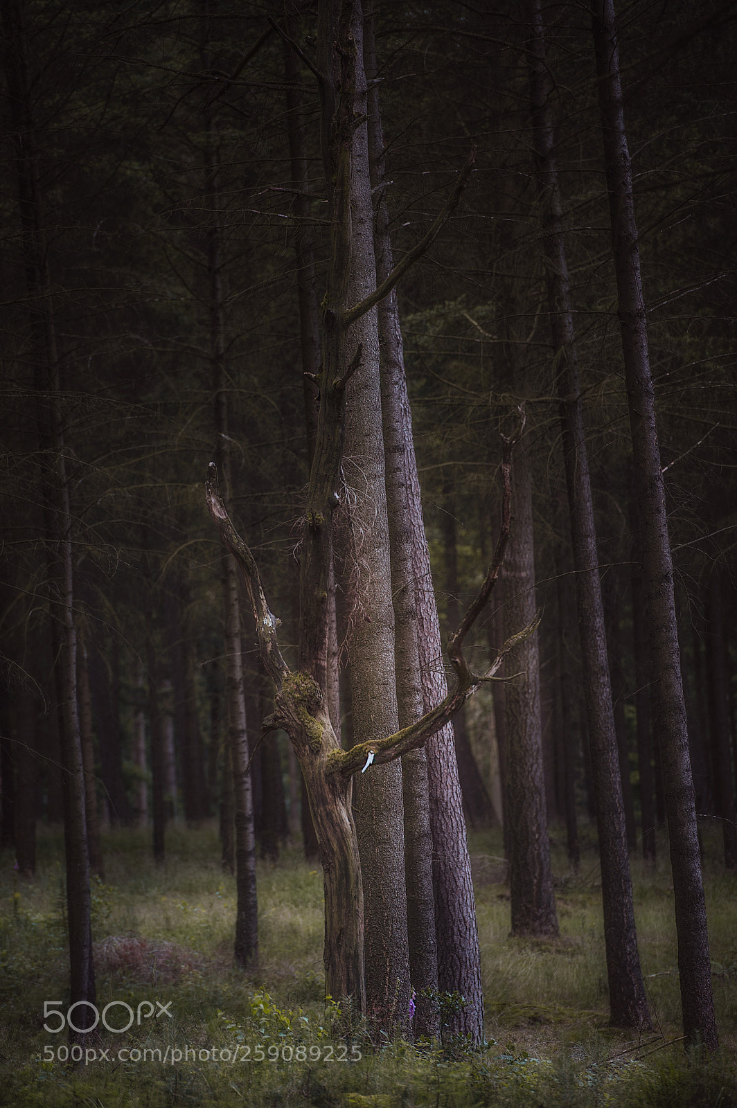 Nikon D700 sample photo. Umarmung photography