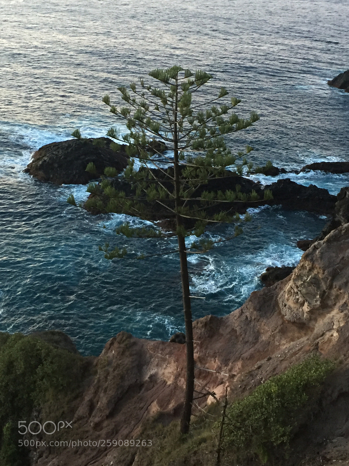 Apple iPhone 6 sample photo. Coast line pine photography