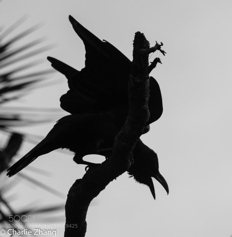 Canon EOS-1D X sample photo. Untitled photography
