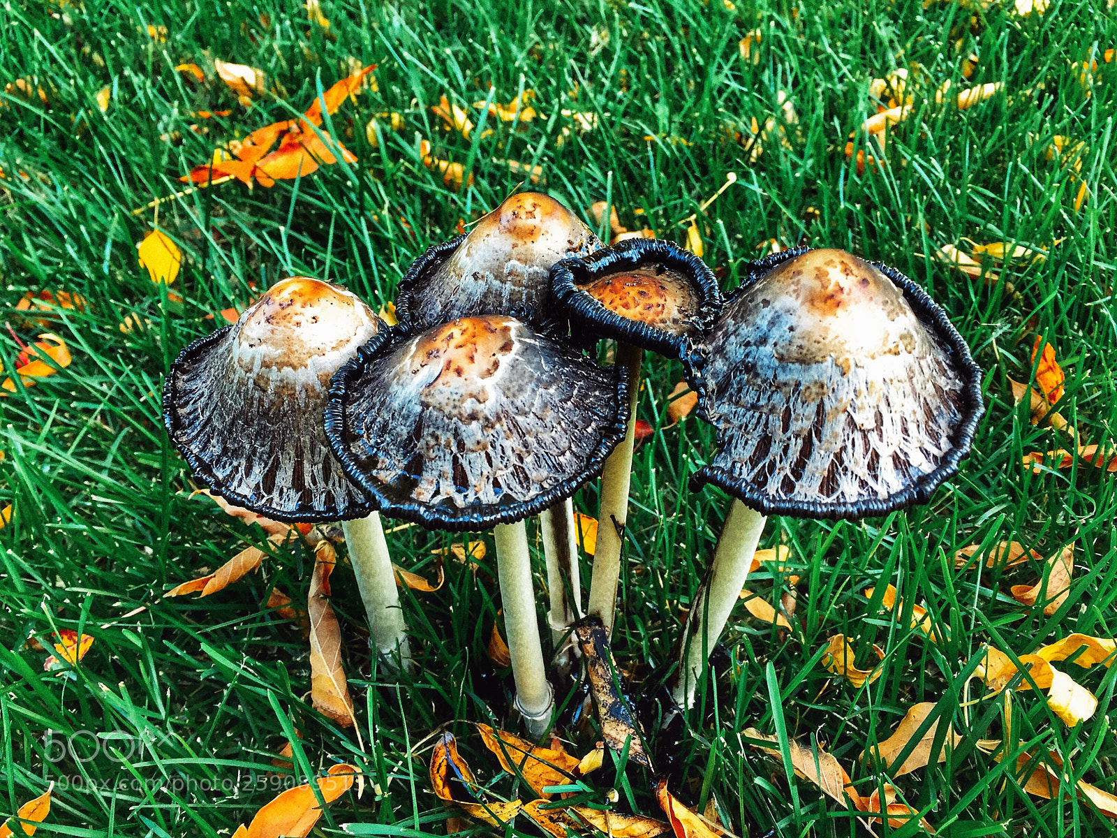 Apple iPhone 6 sample photo. Mushrooms  photography