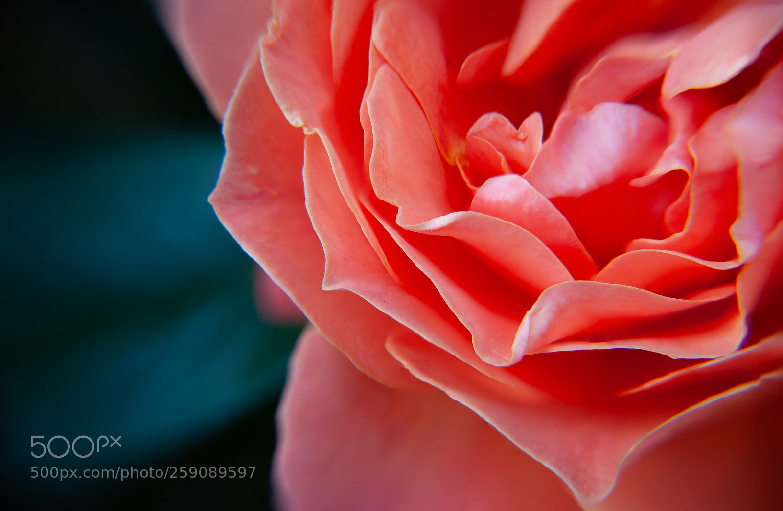 Nikon D40X sample photo. Beyond photography