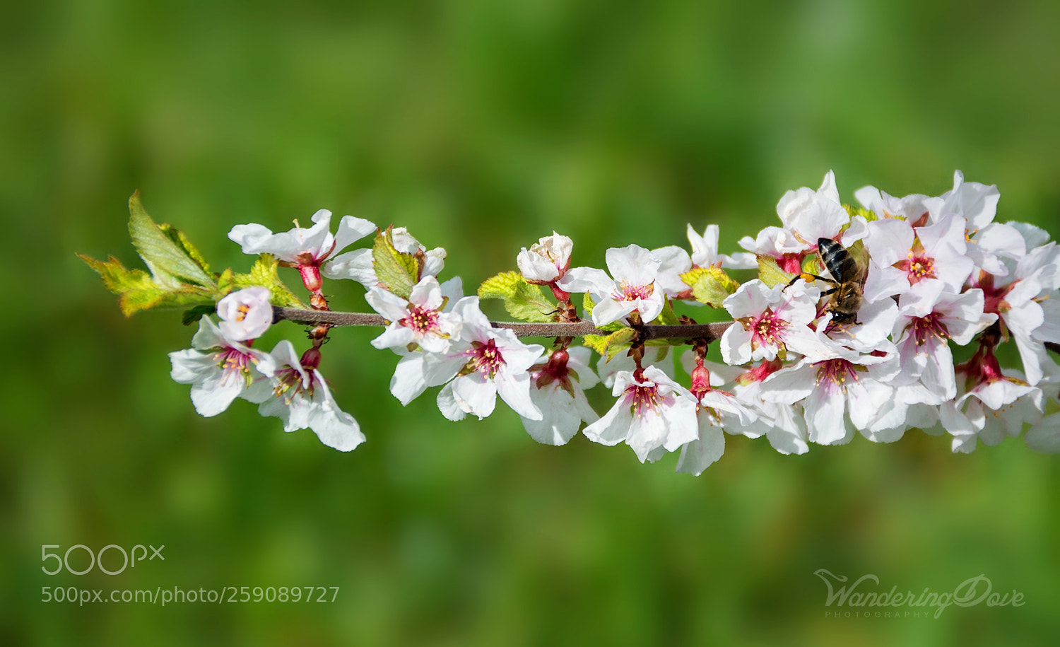 Nikon D3200 sample photo. Honey bee photography