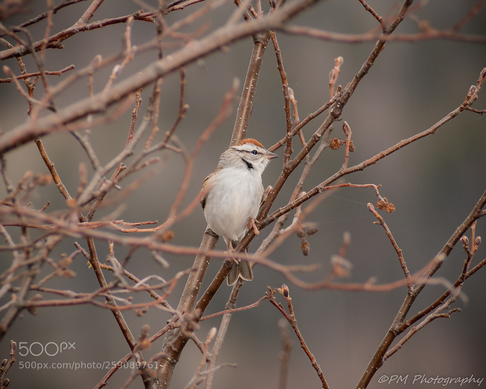 Nikon D500 sample photo. Chipping sparrow photography
